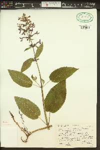 Stachys cooleyae image