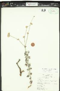 Eriogonum cinereum image