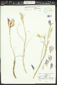 Calochortus macrocarpus image