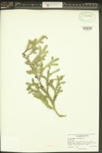 Lycopodium clavatum image