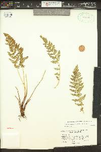 Woodsia oregana image