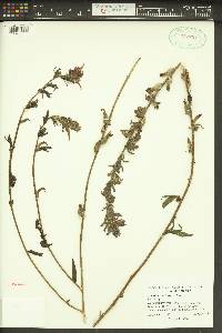 Castilleja affinis image