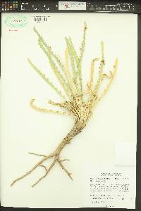 Mentzelia laevicaulis image