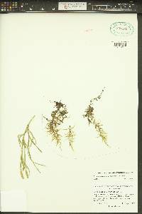 Diphasiastrum complanatum image