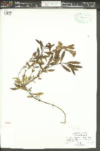 Penstemon fruticosus image