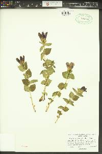 Gentiana calycosa image
