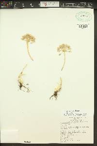 Allium tolmiei image