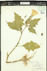 Datura stramonium image