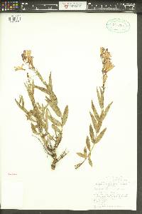 Penstemon venustus image