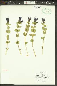 Gentiana calycosa image