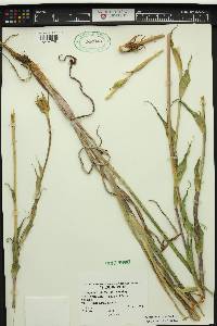 Tragopogon miscellus image