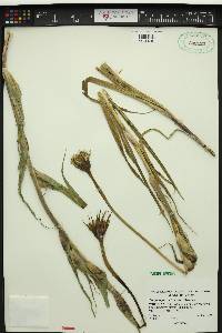 Tragopogon miscellus image