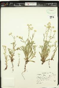 Cryptantha intermedia image