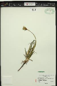 Tragopogon pratensis image