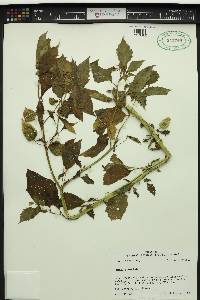 Physalis angulata image