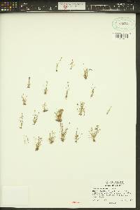 Juncus uncialis image