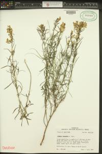 Linaria vulgaris image