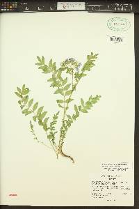 Polemonium californicum image