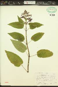 Stachys cooleyae image