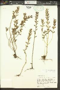 Bellardia viscosa image