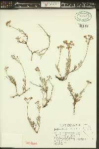Eriogonum microthecum var. laxiflorum image