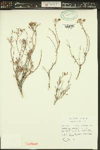 Eriogonum microthecum var. laxiflorum image