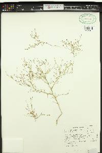 Gilia sinistra image
