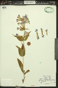 Penstemon pennellianus image