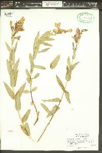 Penstemon venustus image