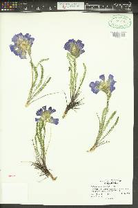 Polemonium viscosum image