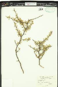 Lycium andersonii var. wrightii image