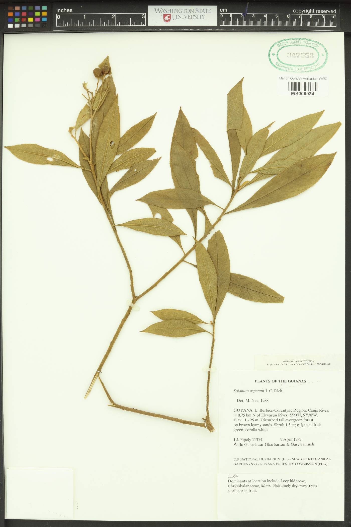 Solanum asperum image