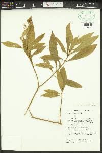 Image of Solanum asperum