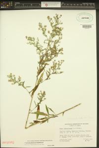 Symphyotrichum lateriflorum image