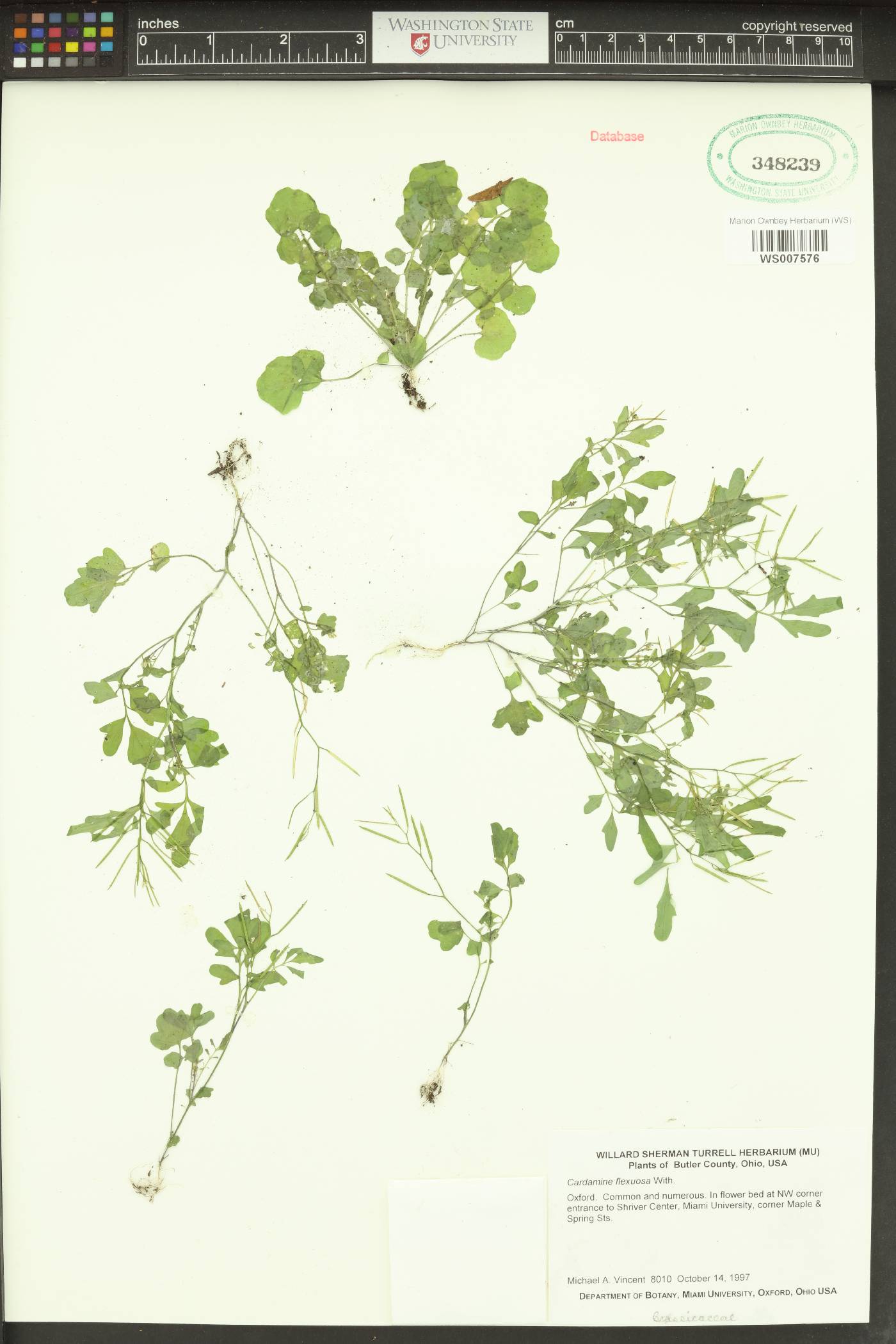 Cardamine flexuosa image