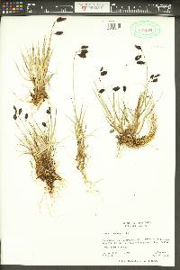 Carex atrofusca image