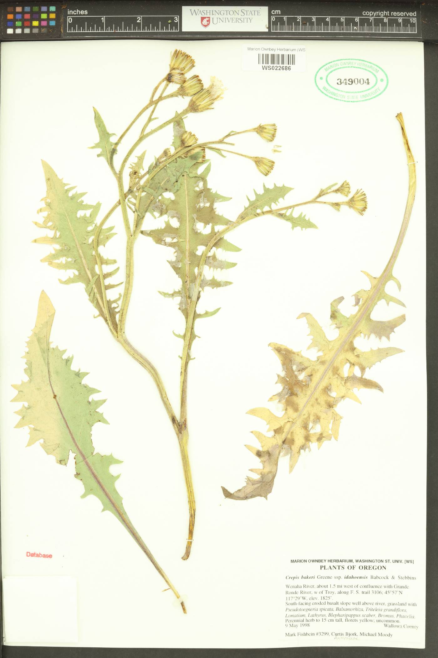 Crepis bakeri subsp. idahoensis image