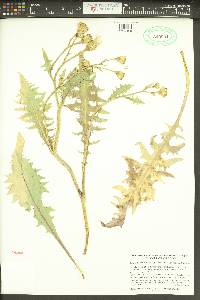 Crepis bakeri image