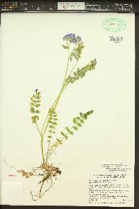 Polemonium californicum image