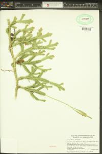 Lycopodium clavatum image