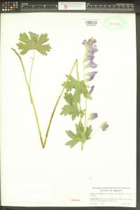 Sidalcea asprella image