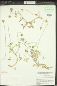 Hofmeisteria fasciculata image