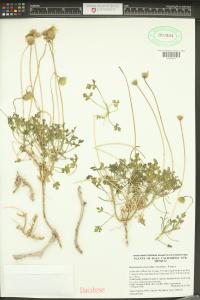 Hofmeisteria fasciculata image