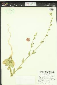 Nicotiana obtusifolia image