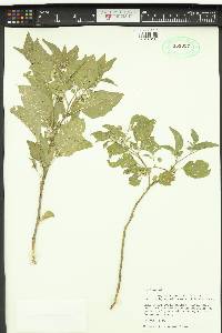 Physalis longifolia image