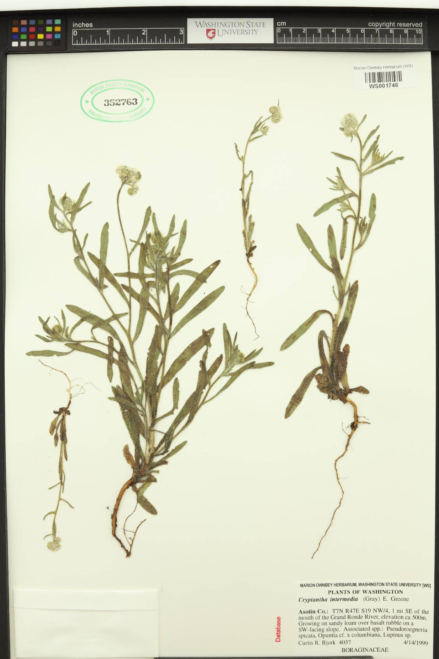 Cryptantha intermedia image