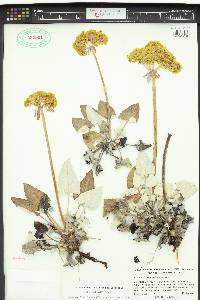 Eriogonum compositum image