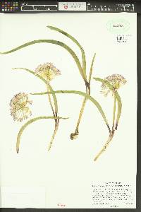 Allium tolmiei var. persimile image