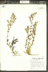Penstemon fruticosus var. scouleri image