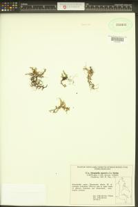 Selaginella rupestris image